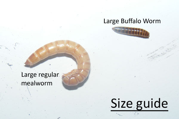 Meal Worms - these guys too - they only get to stay a short time but I do  have a meal worm habitat for them!