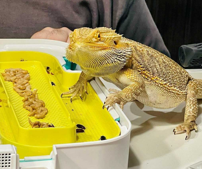 Why Should You Feed Mealworms To Your Reptiles?