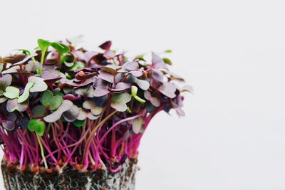 Beginners guide: Grow Your Own Microgreens With Mealworm Frass