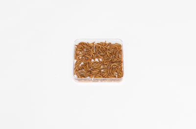 Mealworms available for our Smart Mealworm home, The Hive Explorer 